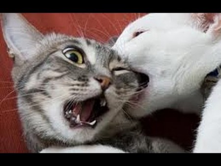 catfight.jpg