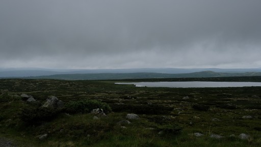 0026-birke3.jpg